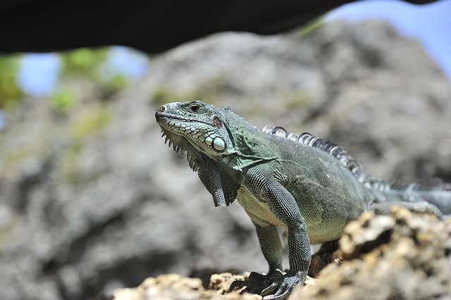 Reptielen, Leguaan, Fauna, Wilde Dieren