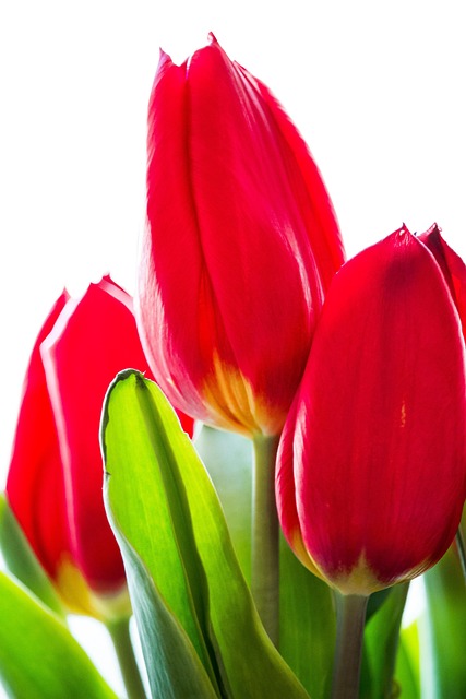 Tulipan, Blomst, Forår, Rød, Snitblomst