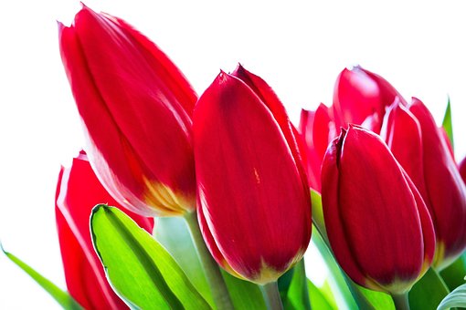 Tulipan, Blomst, Forår, Smukke Blomster