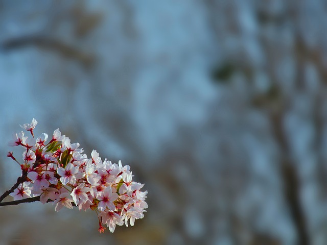 Free Blossom Cherry Tree photo and picture