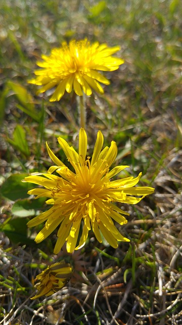 Free Dandelion Yellow photo and picture