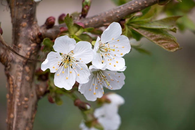 Free Cherry Blossom photo and picture