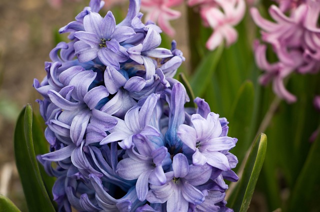 Free Hyacinth Flower photo and picture