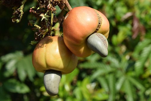 Free Cashew Nature photo and picture