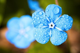 Flower, Macro, Forget, Drip, Water
