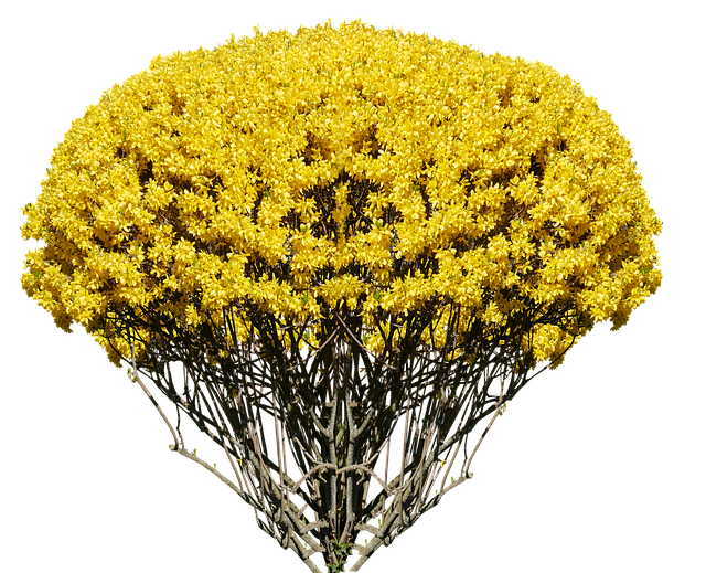 Free nature bush shrub illustration