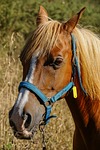 horse, spanish, arabic