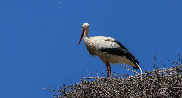 Stork, Fugl, Reden, Spids, Dyr, Bell, På