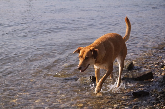 Free Dog Rhine photo and picture