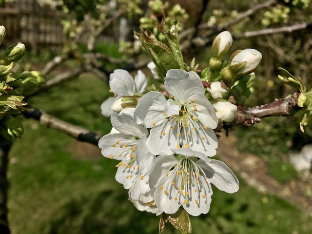 Free Cherry Blossom White photo and picture