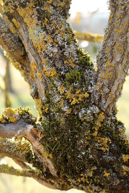 Free Elderberry Shrub photo and picture