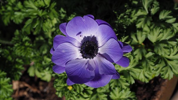 Free Anemone Flower photo and picture