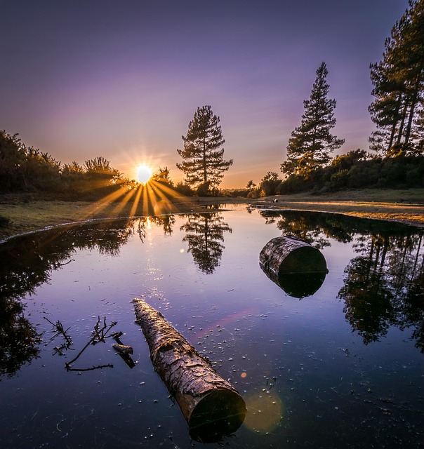 Wald, Sonnenuntergang, Natur, Baum