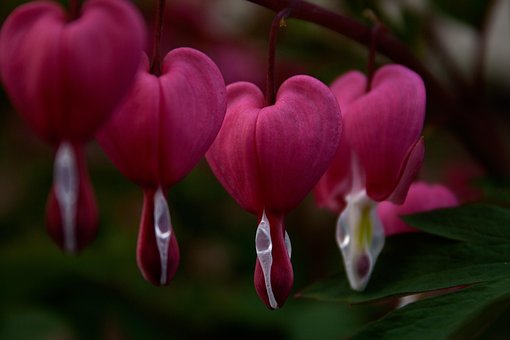 Free Crying Heart Lamprocapnos Spectabilis photo and picture