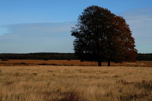 Free Pagan Tree photo and picture