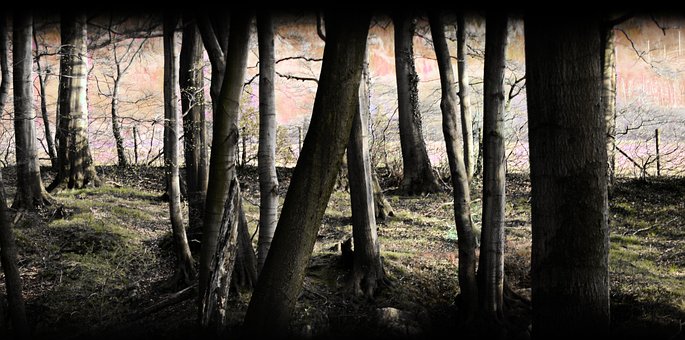 Free Forest Mystical photo and picture