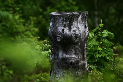 Free Tree Tree Stump photo and picture