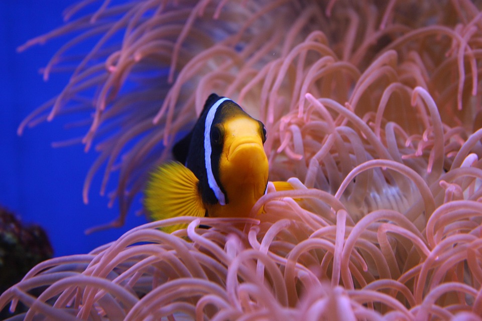 Badut Ikan Nemo Hewan Foto Gratis Di Pixabay