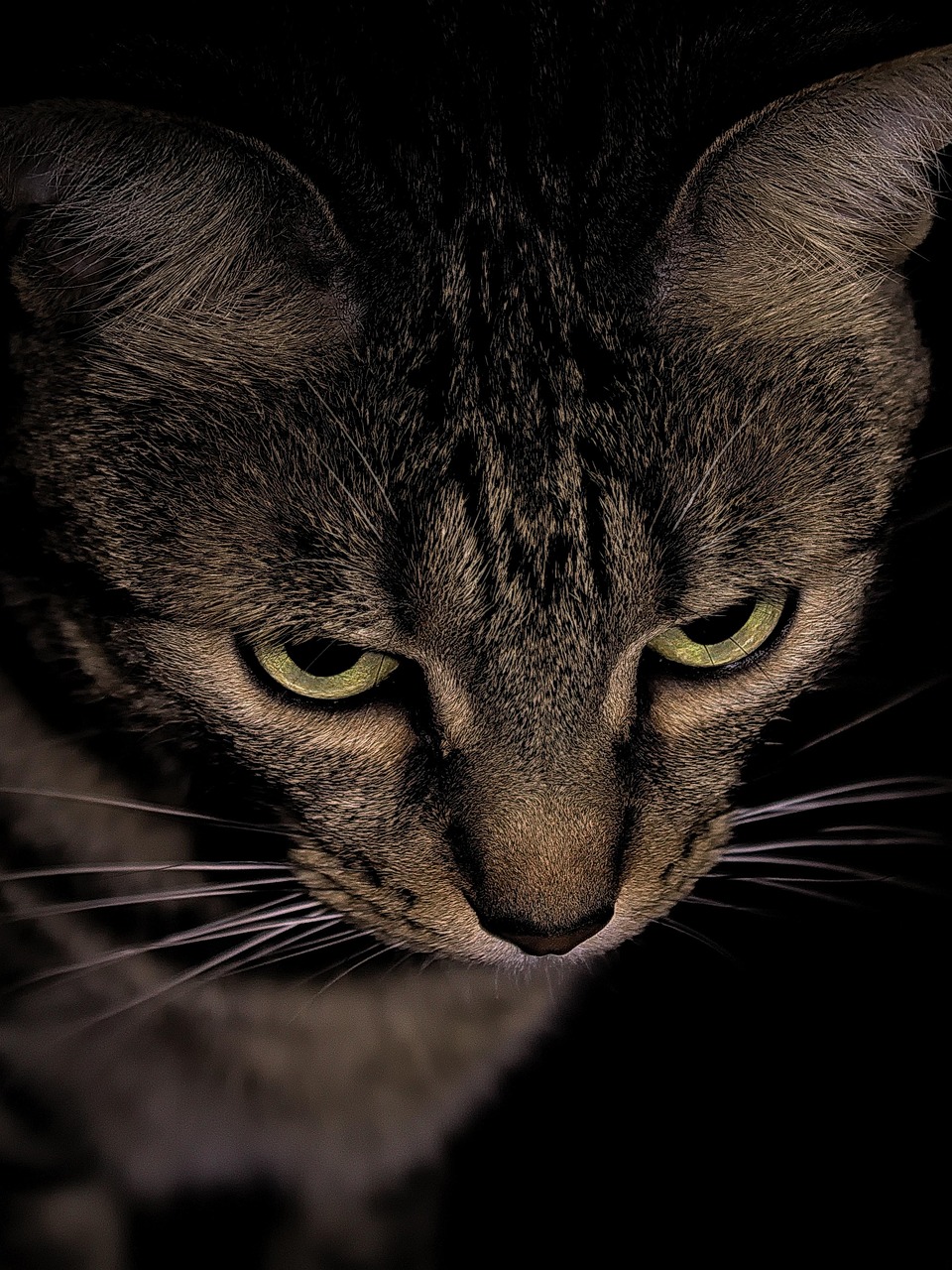 Cat photo