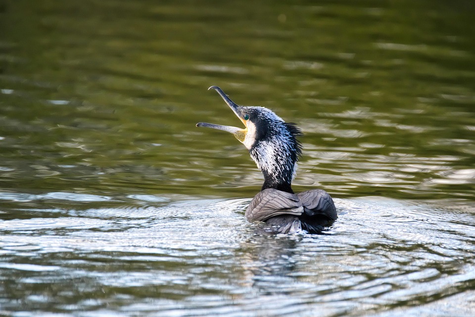 鵜 鳥 湖 - Pixabayの無料写真 - Pixabay