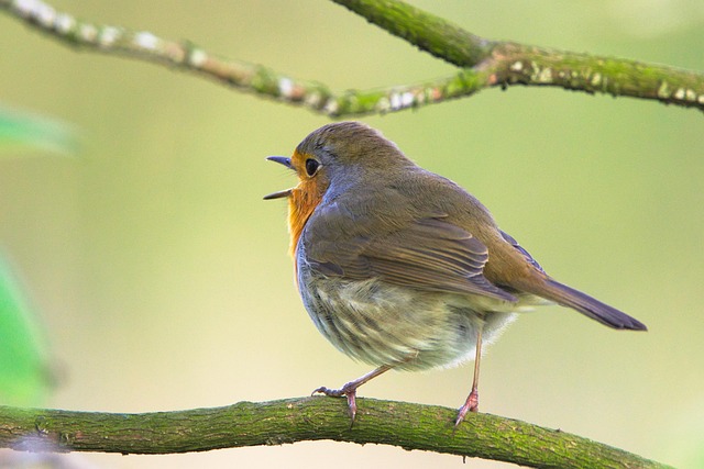 Free Robin Sings photo and picture