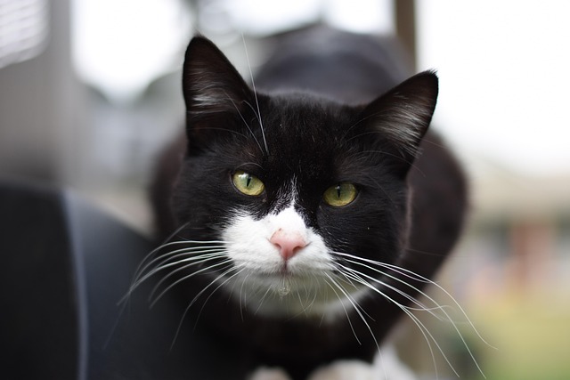 Free Cat Kitty photo and picture
