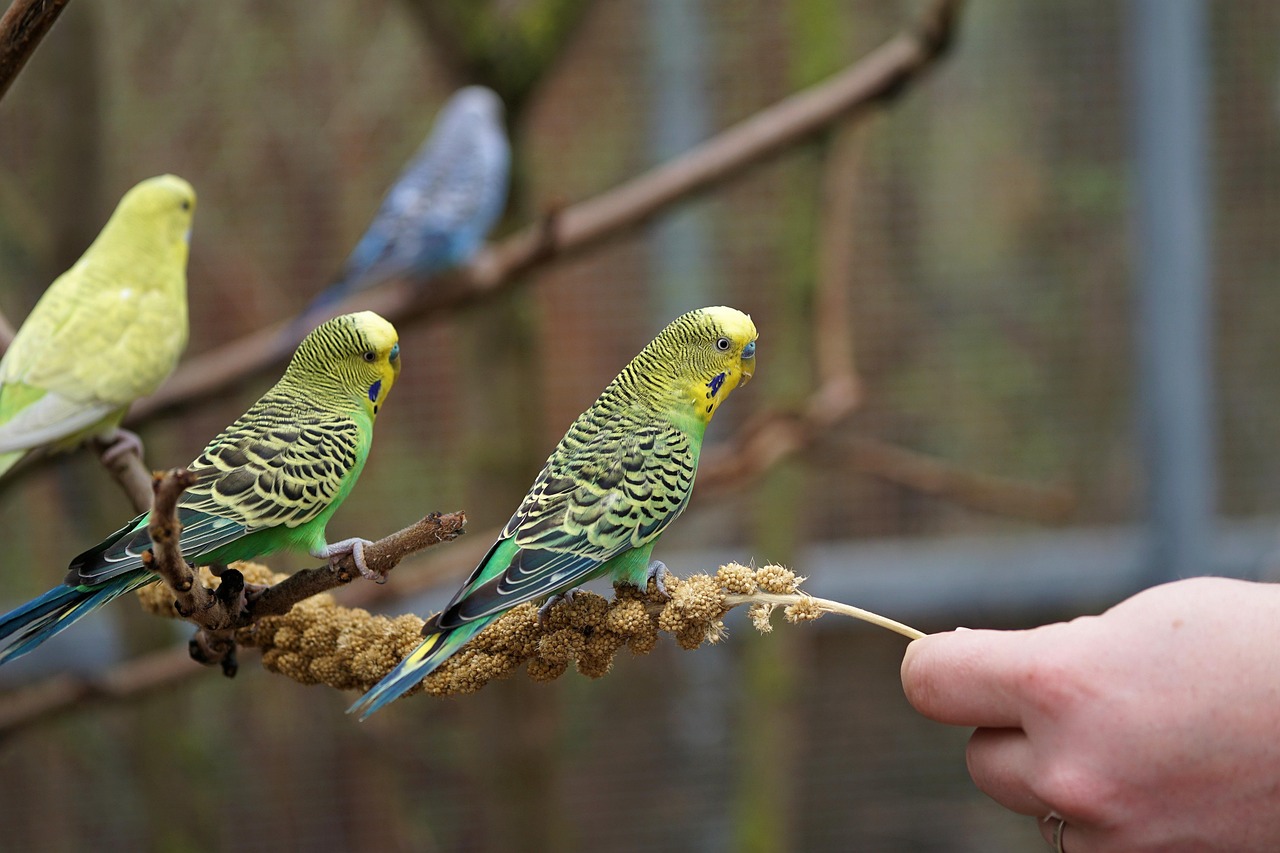Budgie Bird Parakeet · Free photo on Pixabay