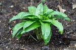 garlic bearish, foliage, herb