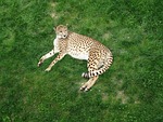 leopard, panthera pardus, zoo