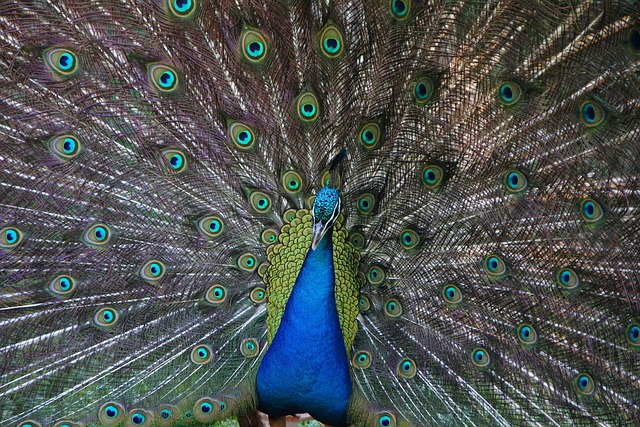 Pfau, Zoo, Vogel, Tier, Tierwelt