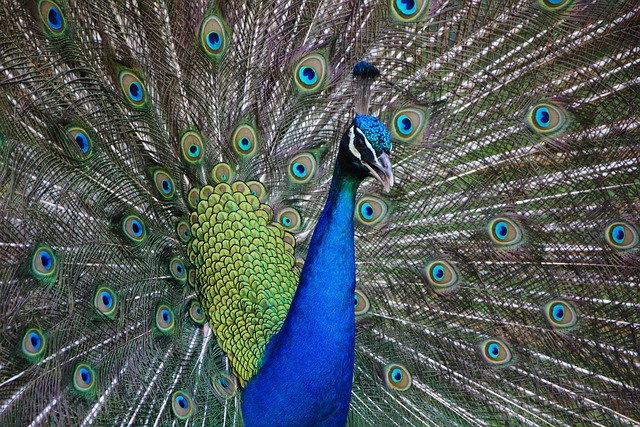 Peafowl, peacock, bird and feathers — photo by gorankrejacic