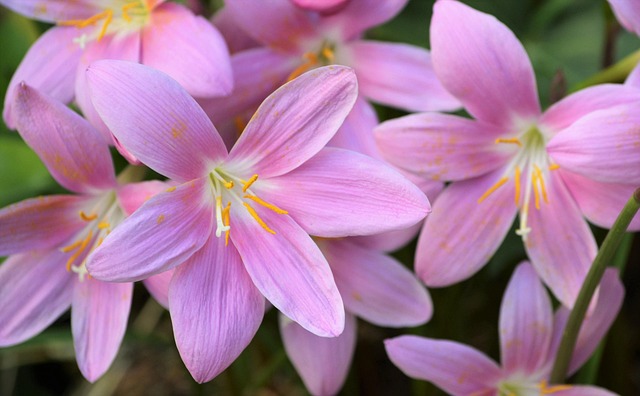 Free Crocus Yard photo and picture