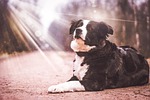 dog, light, animal