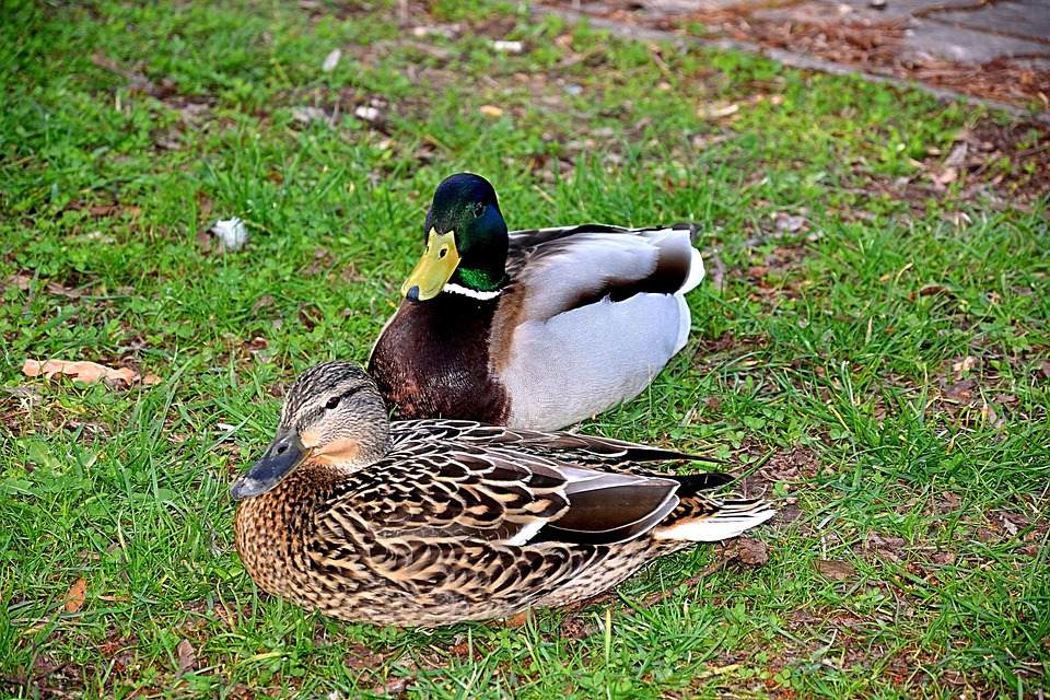 Pair Of Ducks Spring - Free photo on Pixabay - Pixabay