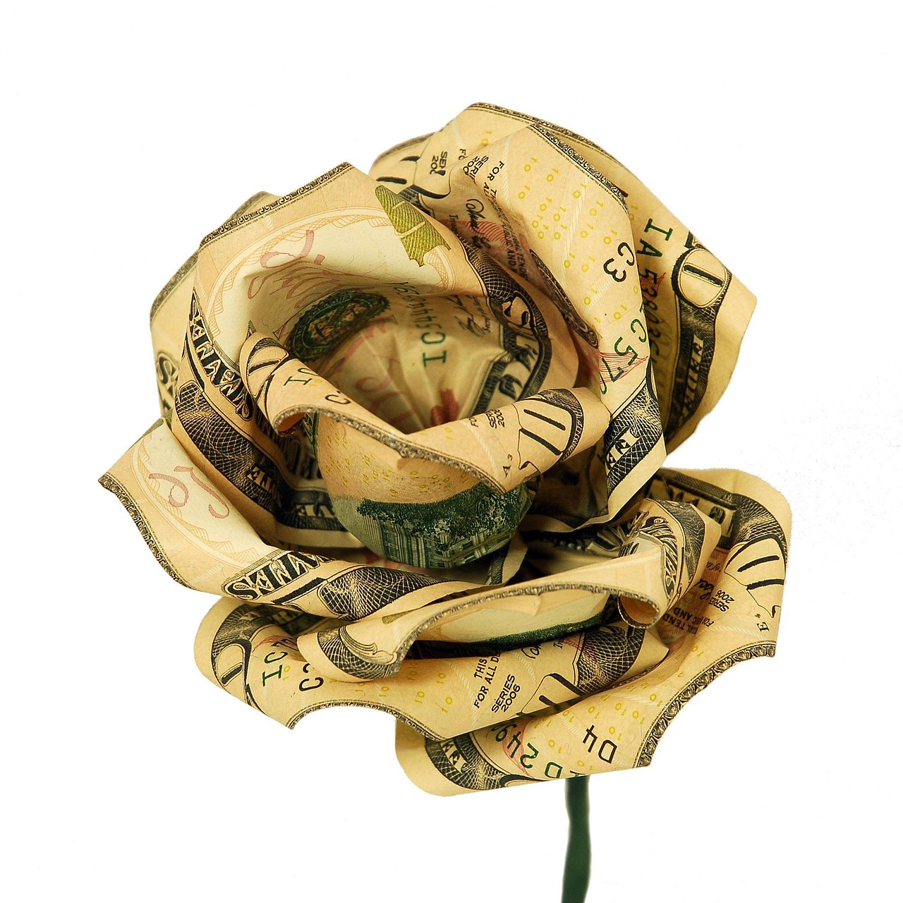 Money Flower Rose - Free photo on Pixabay - Pixabay