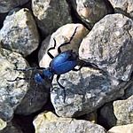 nature, beetle, blue leaf beetle