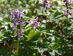 hollow corydalis, blossom, bloom