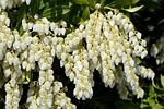 lavender heath, pieris, white