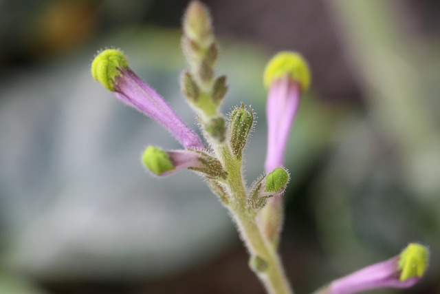 Free Plant Purple photo and picture