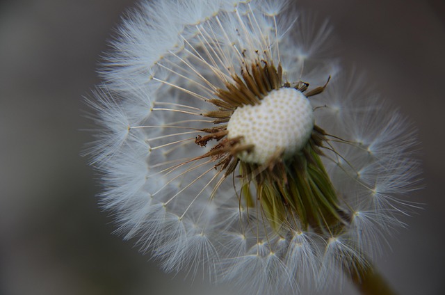 Free Dandelion Wish photo and picture