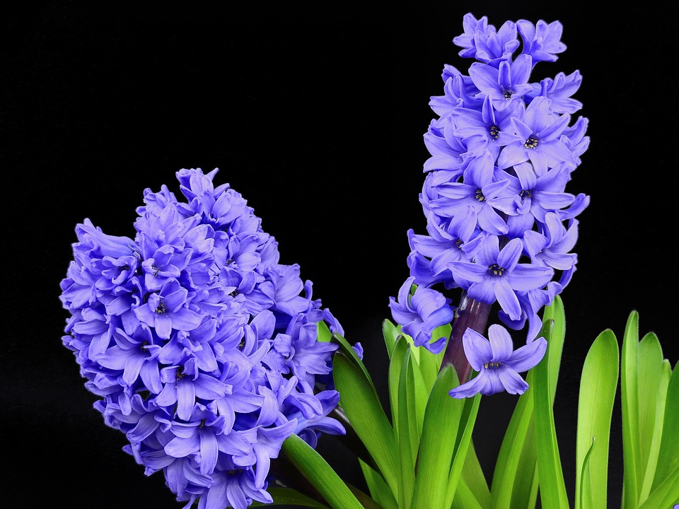 Free photos of Hyacinth