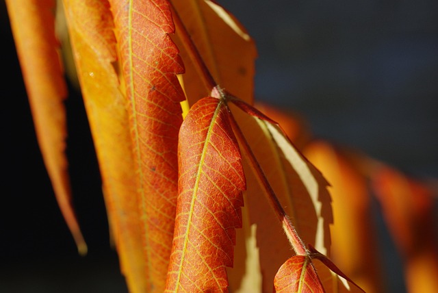Bladeren, Herfst, Droge Bladeren, Geel