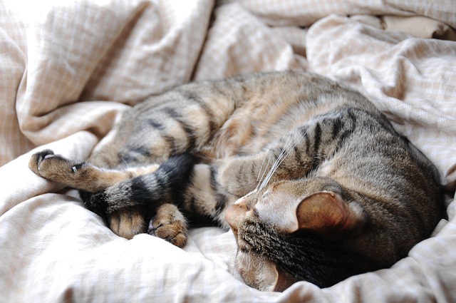 Free Cat Pet photo and picture