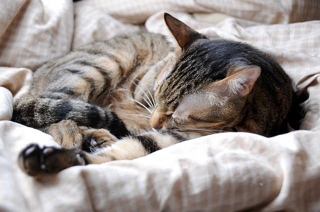 Free Cat Pet photo and picture