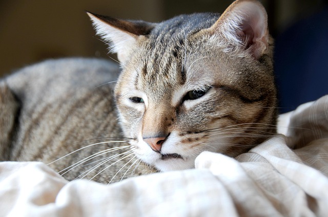 Free Cat Pet photo and picture