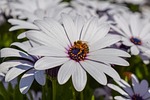 african daisy, bee, nature