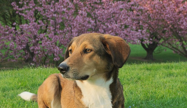 Free Dog Spring photo and picture