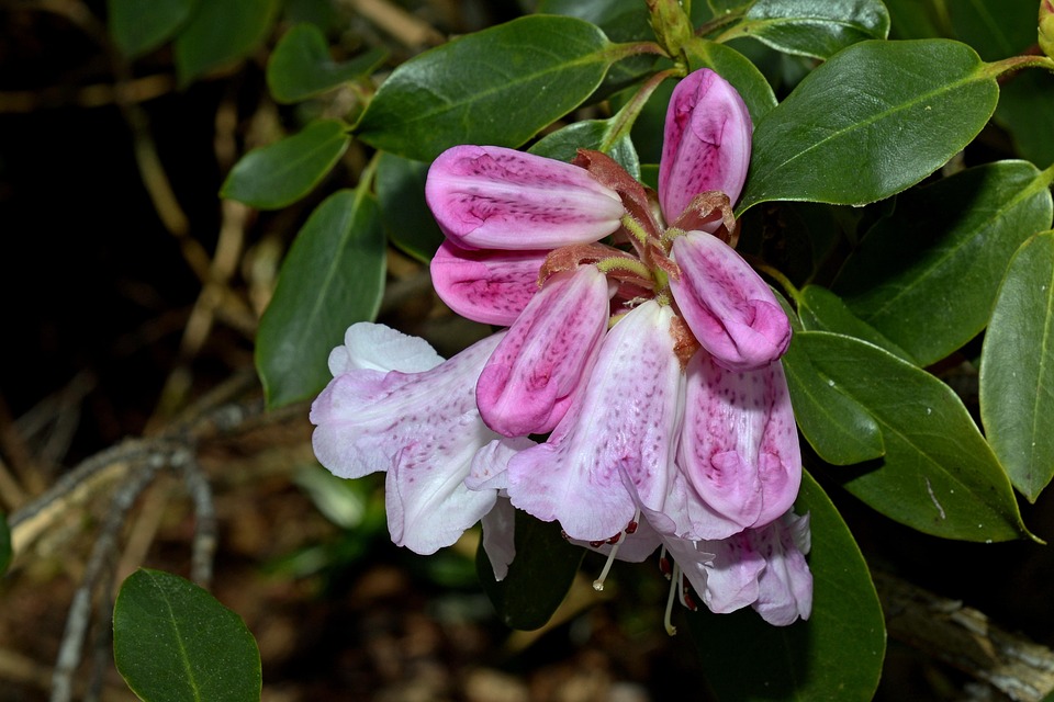 Rhododendron Spring Bud - Free photo on Pixabay - Pixabay
