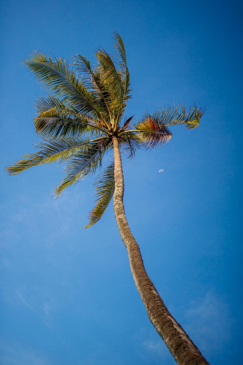 Coconut Tree Sky Free photo on Pixabay Pixabay