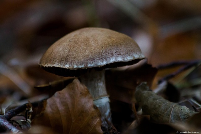 Svamp, Skovbund, Efterår, Natur, Skov